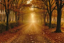 على درب الخريف | حديث أوراق الذاكرة