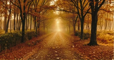 على درب الخريف | حديث أوراق الذاكرة